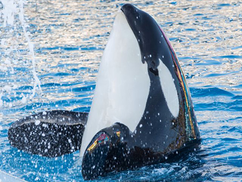 Killer Whale Up Close Tour