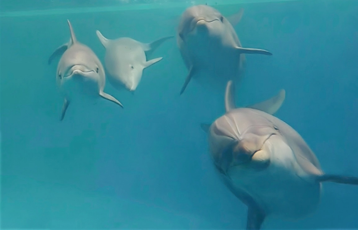 Four dolphins in the water