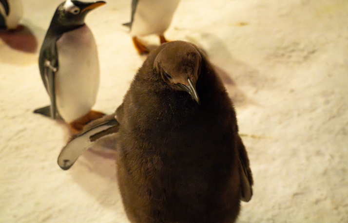 Baby penguin