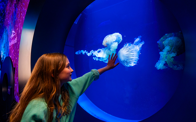 jelly fish and girl