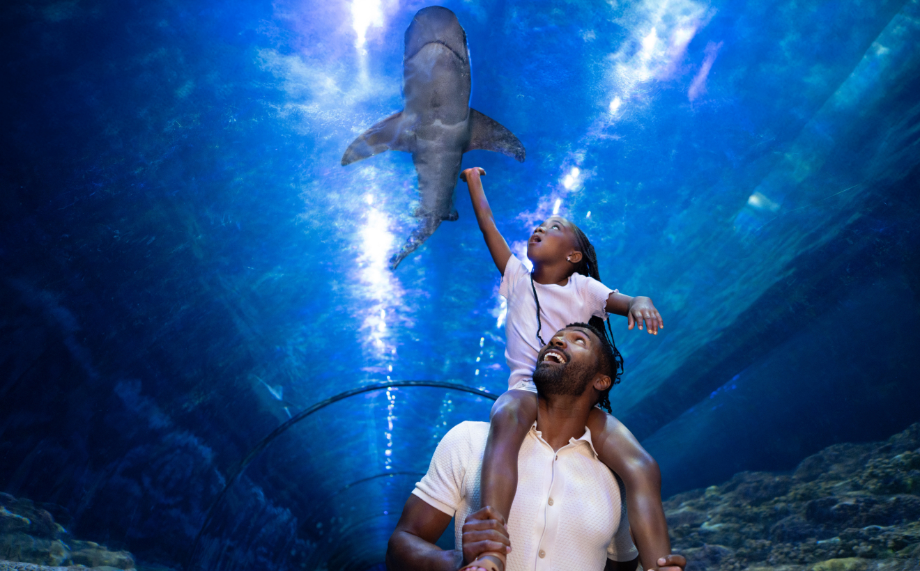 Child on adults shoulders looking at a shark
