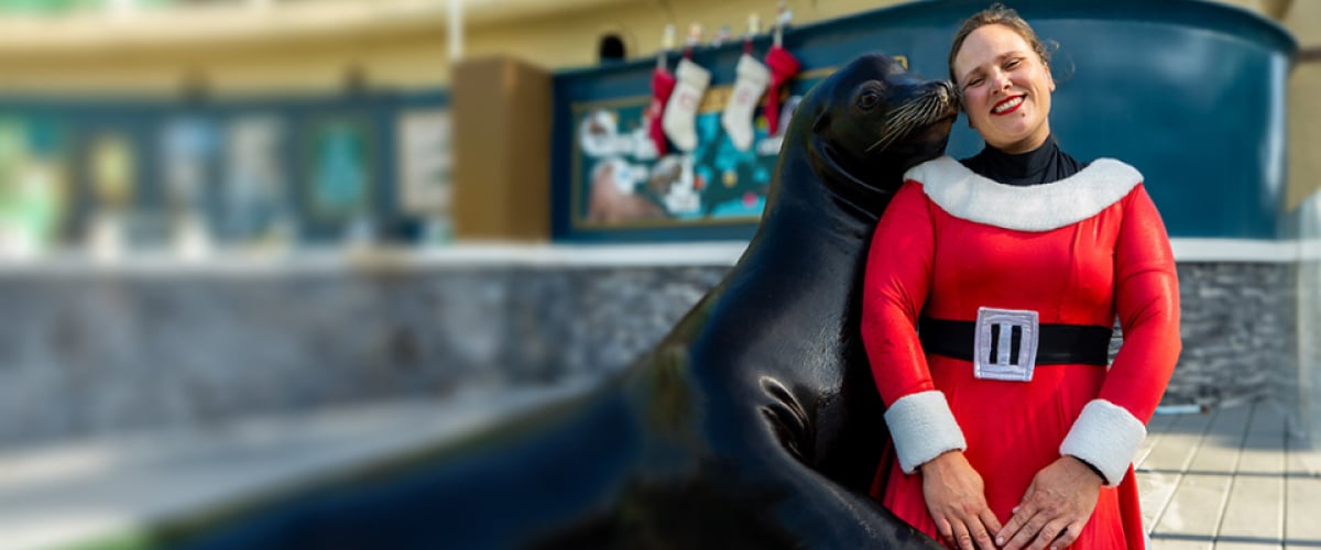 Sea Lion with a trainer dress in a Santa dress