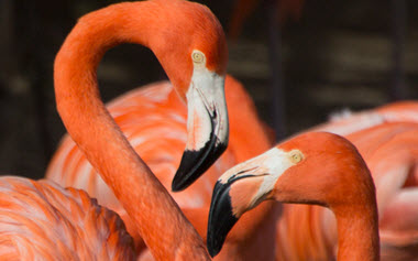 Flamingos