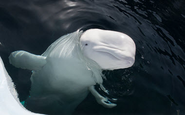 Beluga Whale