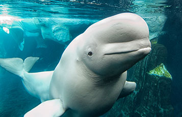 Belugas at SeaWorld San Diego