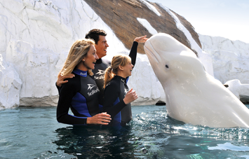 Beluga Interaction Program SeaWorld San Diego