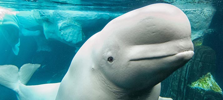 Beluga whale