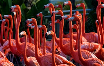 Flamingo Encounter at SeaWorld San Diego