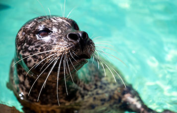 Harbor Seals at SeaWorld San Diego