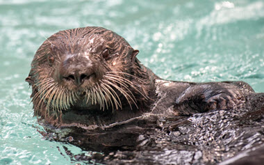 Sea Otter