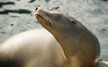 Sea Lions