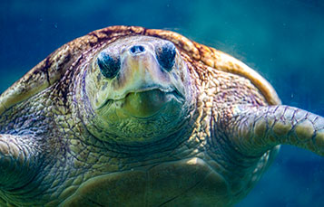 Turtles at SeaWorld San Diego