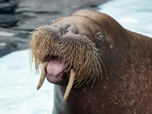 Walrus Encounter