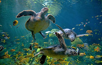 Sea Turtle