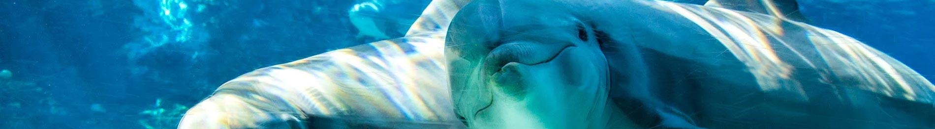 Dolphin Up-Close Encounter