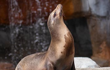 Sea Lion