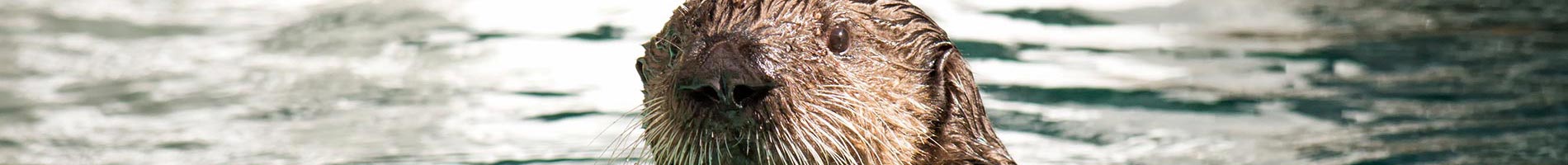 Sea Otter