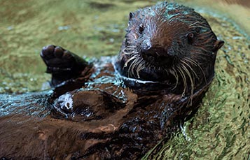 Sea Otter Encounter at SeaWorld San Diego