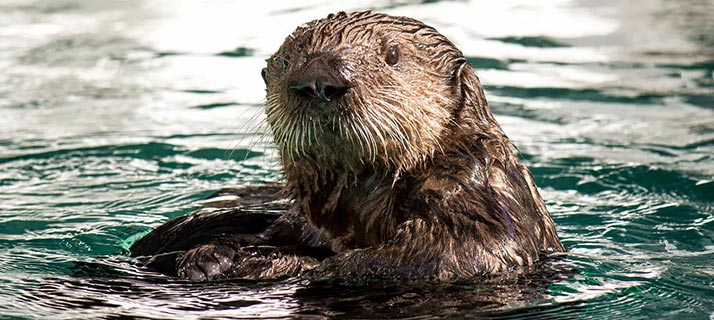 Sea Otter