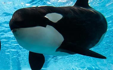 Future SeaWorld Orcas