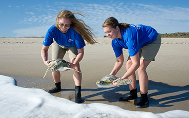 Turtle Release Rescue Image