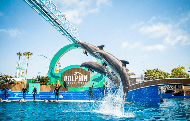 Dolphin Adventures at Seaworld San Diego