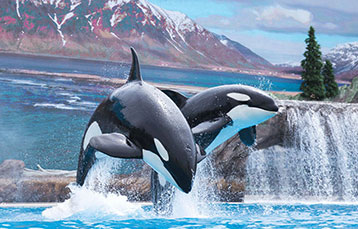 Orca encounter