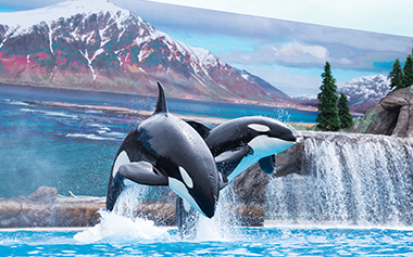 Orca Encounter at SeaWorld San Diego