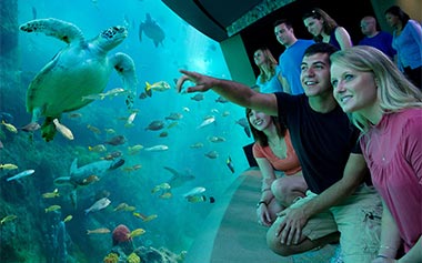 See turtles at SeaWorld San Diego