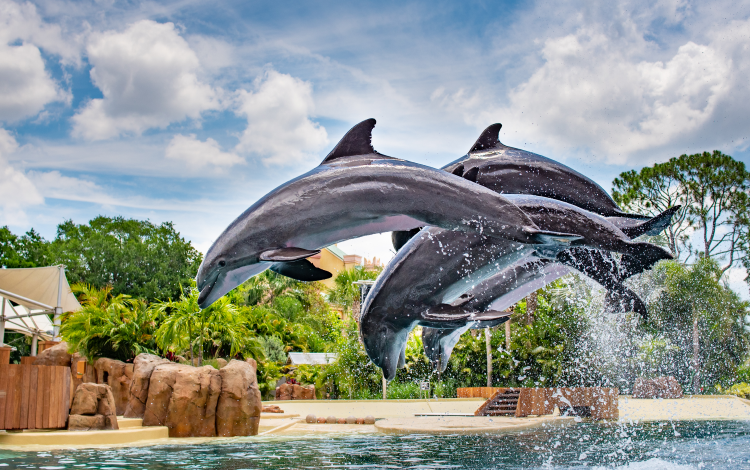 Dolphins during Dolphin Adventures