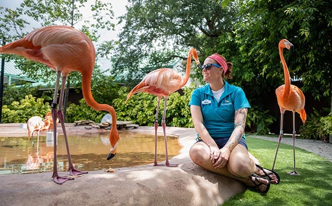 Flamingo Animal Care Specialist